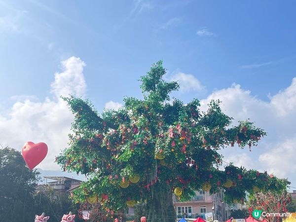 新年去林村、巧遇Chubby Hearts