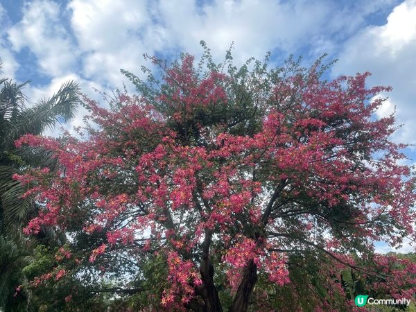 蓮花山公園11月勒杜鵑展