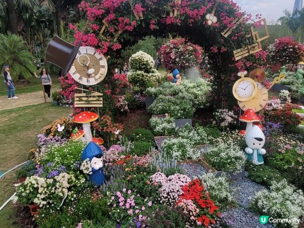 蓮花山公園11月勒杜鵑展