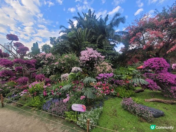 蓮花山公園11月勒杜鵑展