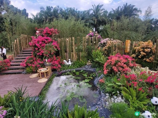 蓮花山公園11月勒杜鵑展