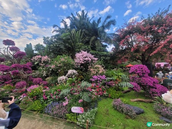蓮花山公園11月勒杜鵑展