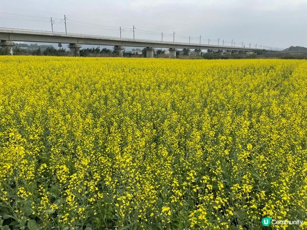 光明歡樂田園之油菜花，還有個多星期就沒有了，來到只剩餘一幅