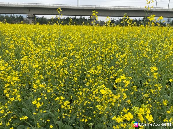 光明歡樂田園之油菜花，還有個多星期就沒有了，來到只剩餘一幅