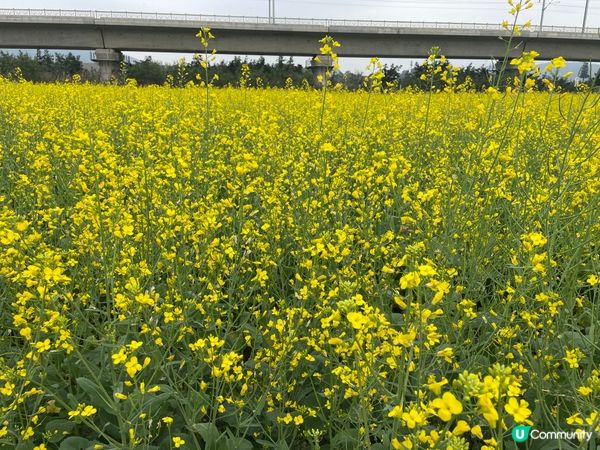 光明歡樂田園之油菜花，還有個多星期就沒有了，來到只剩餘一幅