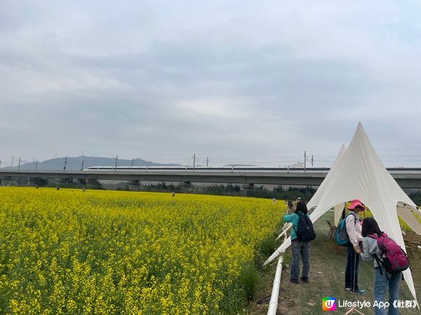 光明歡樂田園之油菜花，還有個多星期就沒有了，來到只剩餘一幅