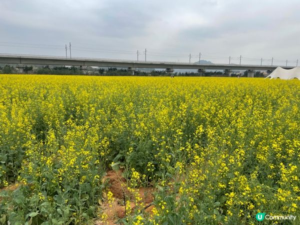 光明歡樂田園之油菜花，還有個多星期就沒有了，來到只剩餘一幅