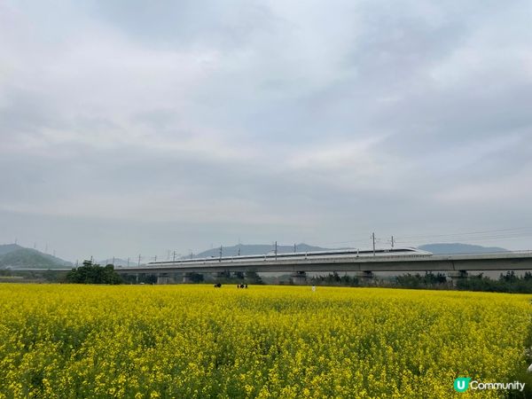 令人心曠神怡的油菜花田