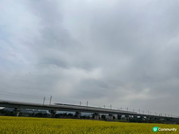 令人心曠神怡的油菜花田