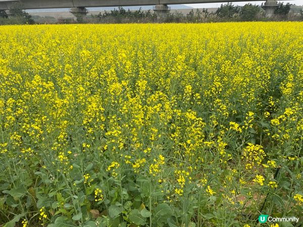 令人心曠神怡的油菜花田