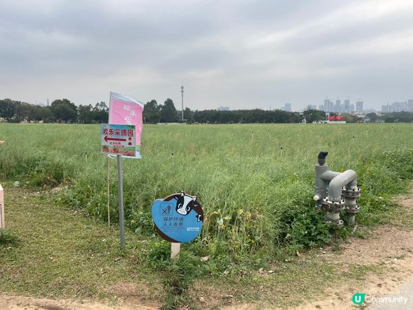 令人心曠神怡的油菜花田