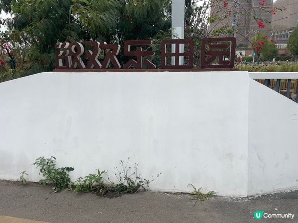 令人心曠神怡的油菜花田