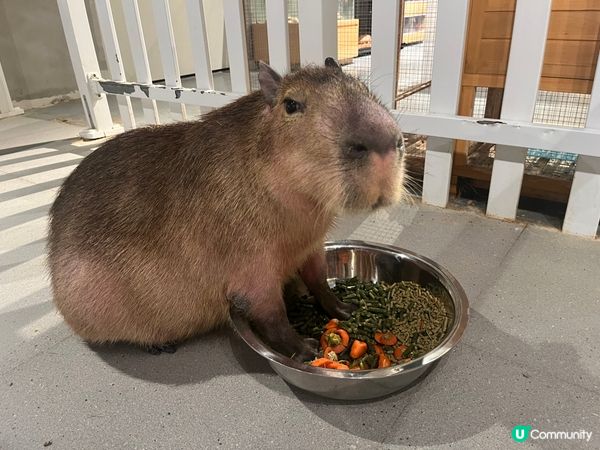 水豚出沒注意⚠️