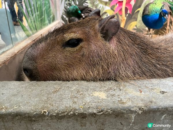 水豚出沒注意⚠️