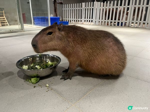 水豚出沒注意⚠️