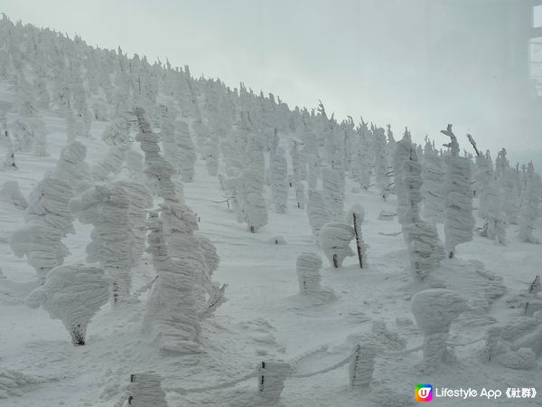 藏王山冰樹