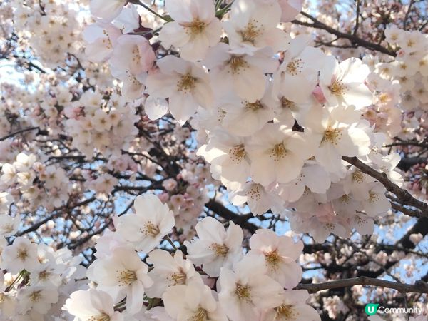 新宿御苑-東京賞櫻🌸必去！