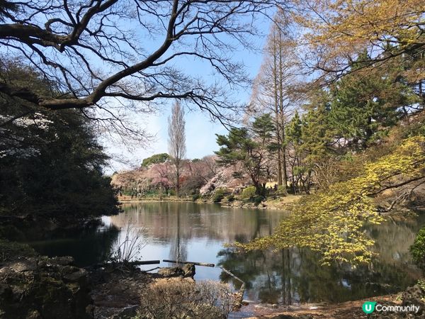 新宿御苑-東京賞櫻🌸必去！