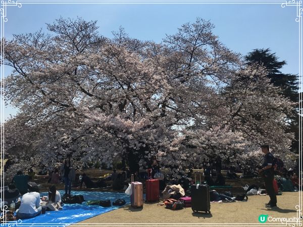 新宿御苑-東京賞櫻🌸必去！