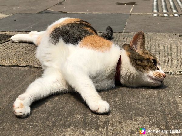 街市🥒🥩🍅🥬🍗貓 🐈 🐈‍⬛ 