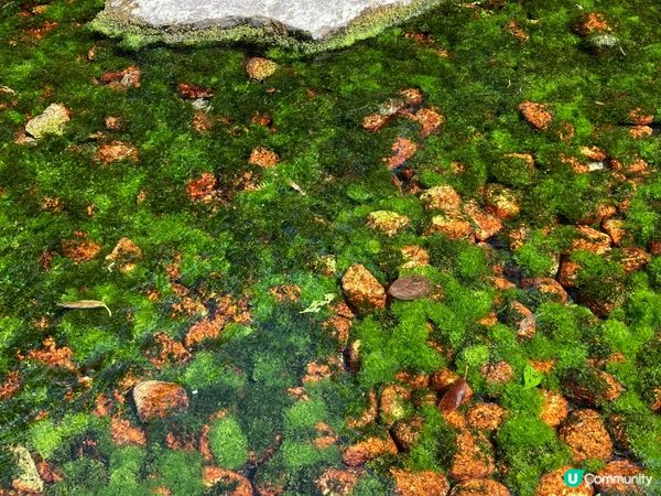 剛剛5月去了日本四國高松，栗林公園空氣清新，被周圍獨有松樹包...