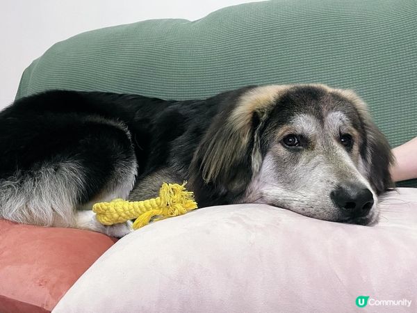 雖然我大大舊 但我內心都係小朋友～我1歲炸！唔好再成日問我係...