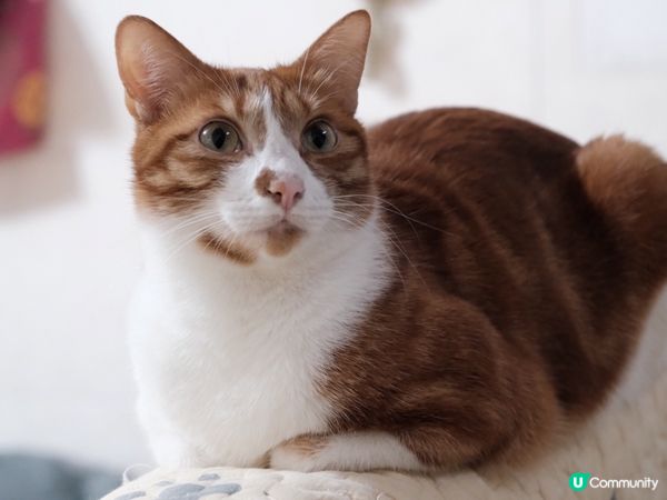 屋企原則一：自己的事自己做。佢地想spa，緊係自己努力賺返嚟...