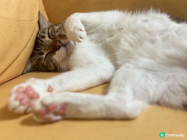 屋企原則一：自己的事自己做。佢地想spa，緊係自己努力賺返嚟...