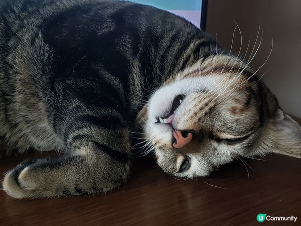 唐貓也是寶，支持領養