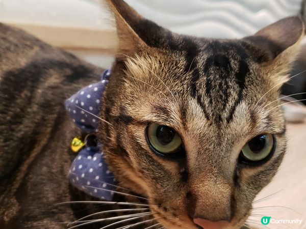 唐貓也是寶，支持領養