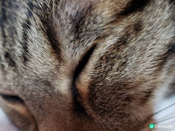 唐貓也是寶，支持領養