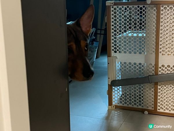 花生米兩歲仔已經識聽人哋話佢及讚佢，尤其是整爛啲嘢嗰陣時佢又...