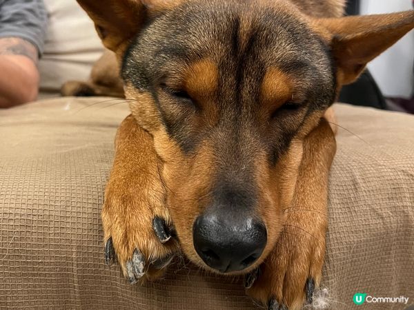 花生米兩歲仔已經識聽人哋話佢及讚佢，尤其是整爛啲嘢嗰陣時佢又...