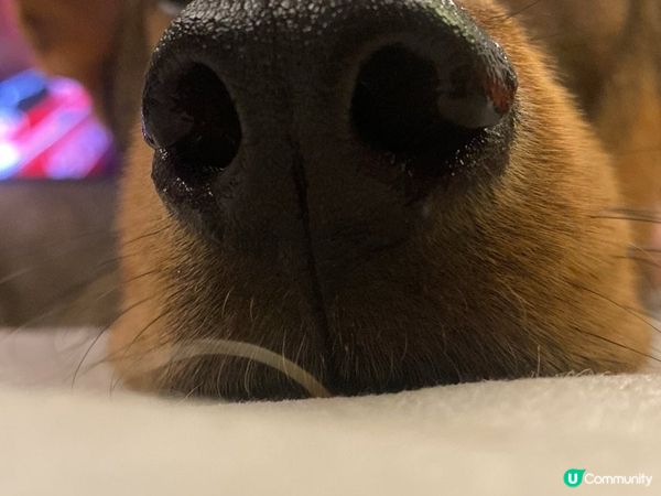 花生米兩歲仔已經識聽人哋話佢及讚佢，尤其是整爛啲嘢嗰陣時佢又...