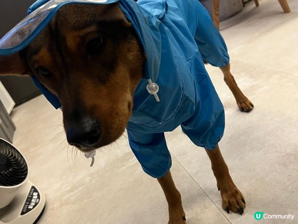 花生米兩歲仔已經識聽人哋話佢及讚佢，尤其是整爛啲嘢嗰陣時佢又...