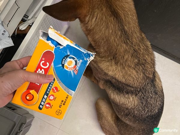 花生米兩歲仔已經識聽人哋話佢及讚佢，尤其是整爛啲嘢嗰陣時佢又...