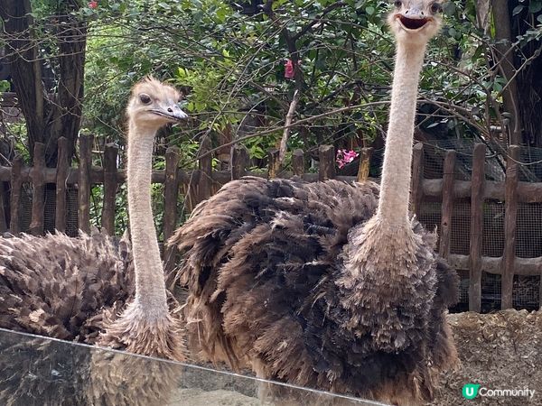 長鹿遊樂園，現在北上方便，呢度又少人又平宜，小朋友玩得好開心...