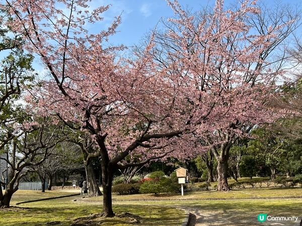 名古屋城+出名拉麵。櫻花盛開時，正是出遊好時機，