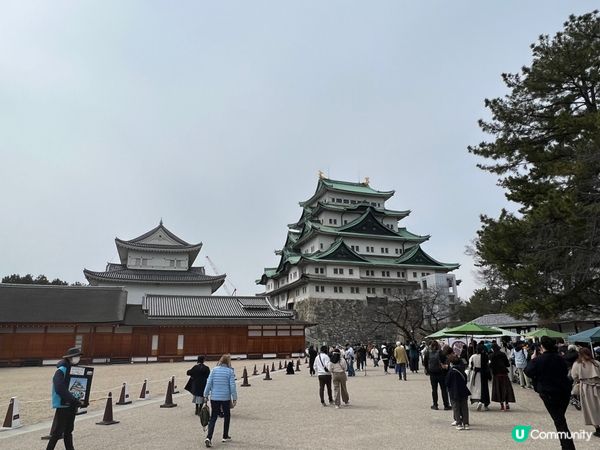 名古屋城+出名拉麵。櫻花盛開時，正是出遊好時機，