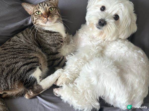 貓同狗都可以係最好嘅朋友，佢哋每日都喺埋一齊，兩兄弟非常親密...