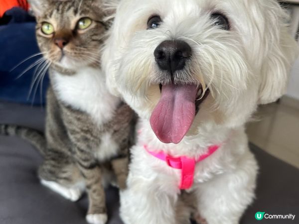 貓同狗都可以係最好嘅朋友，佢哋每日都喺埋一齊，兩兄弟非常親密...