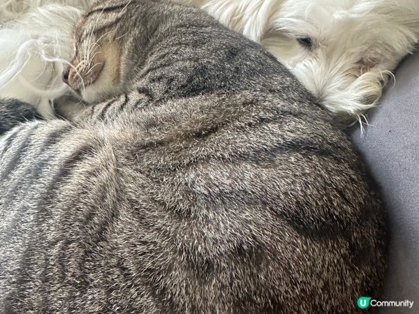 貓同狗都可以係最好嘅朋友，佢哋每日都喺埋一齊，兩兄弟非常親密...