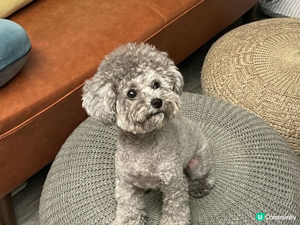 為咗零食經常露出可憐眼神