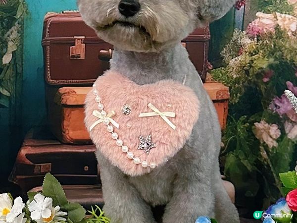 為咗零食經常露出可憐眼神