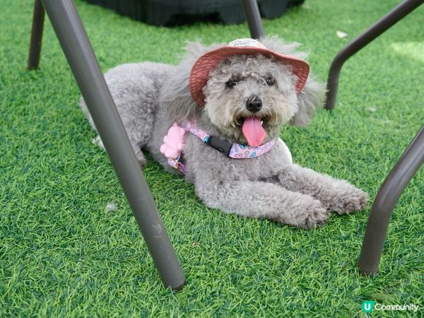 為咗零食經常露出可憐眼神