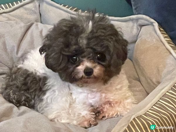 佢哋好可愛，想分享俾更加多人睇