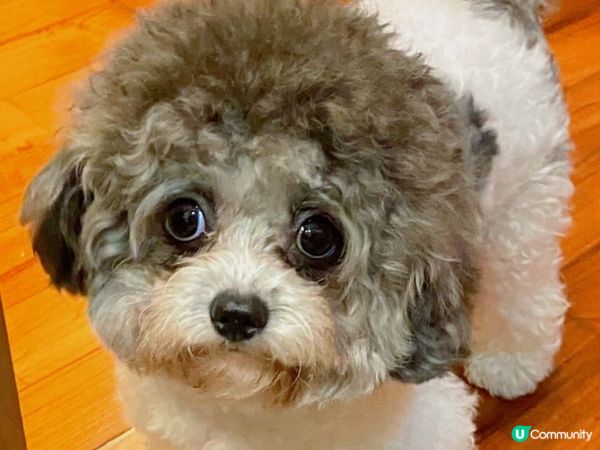 佢哋好可愛，想分享俾更加多人睇