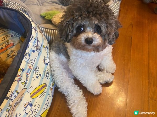 佢哋好可愛，想分享俾更加多人睇