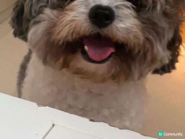 佢哋好可愛，想分享俾更加多人睇