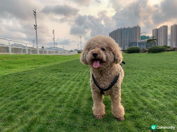 玩，做既行為，訓教，最餵食既佢地